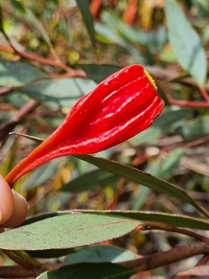 Eukalyptus Forrestův