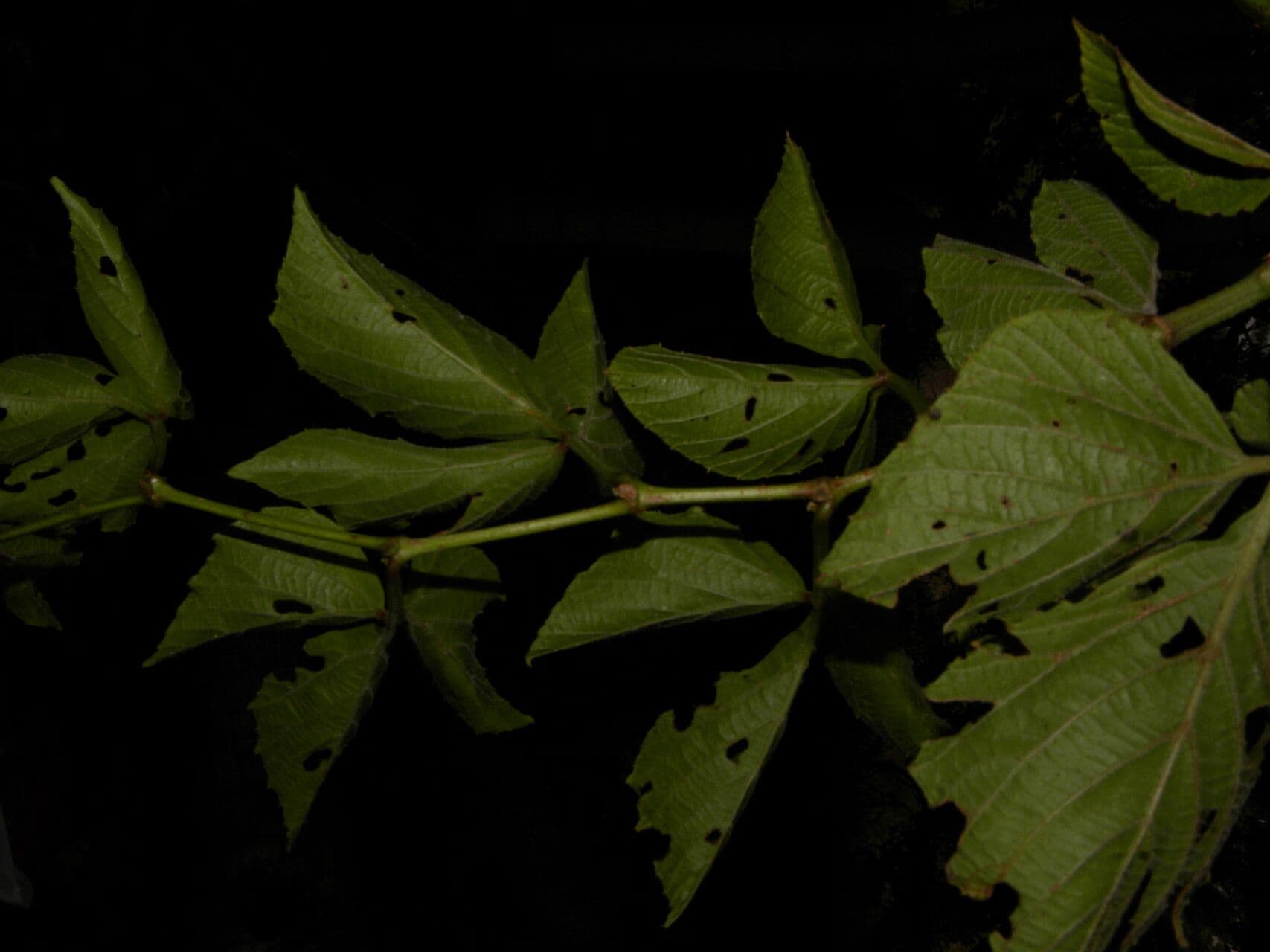 Cissus alato 4