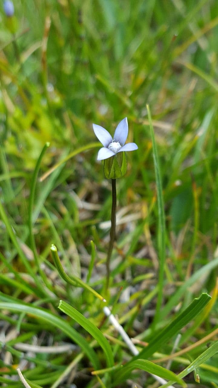 Comastoma tenellum 3