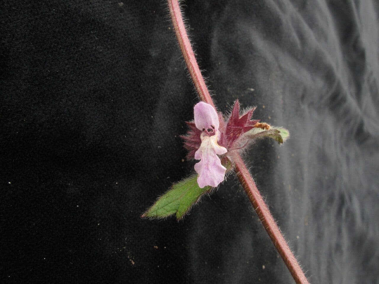 Stachys rigida 6