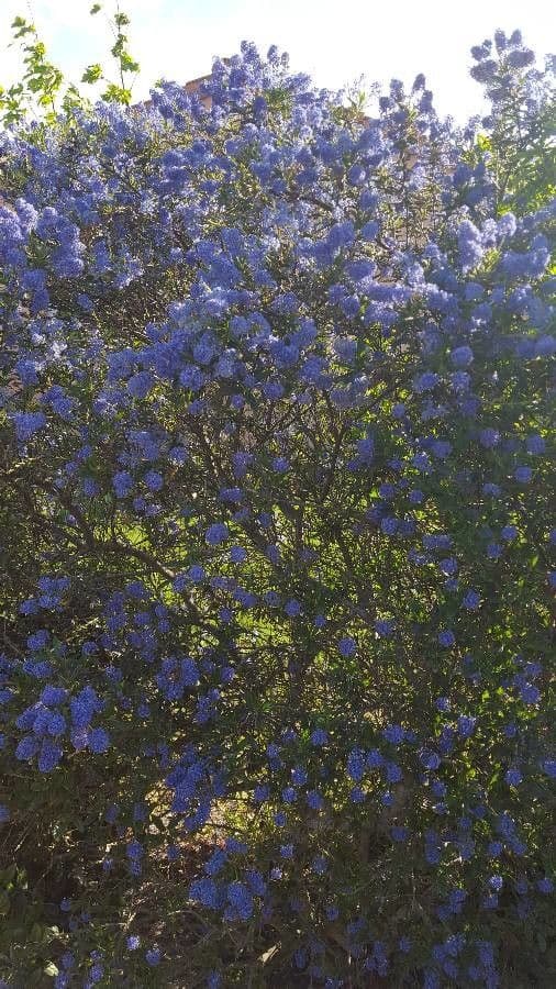 Ceanothus plstnatý 6