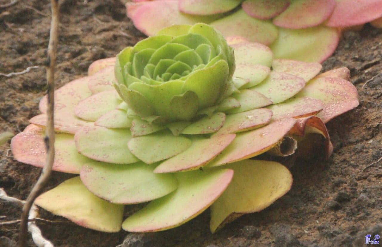 Aeonium 6