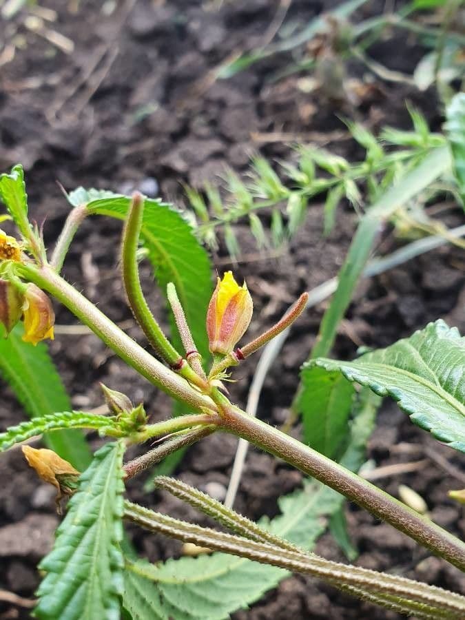 Corchorus trilocularis 22