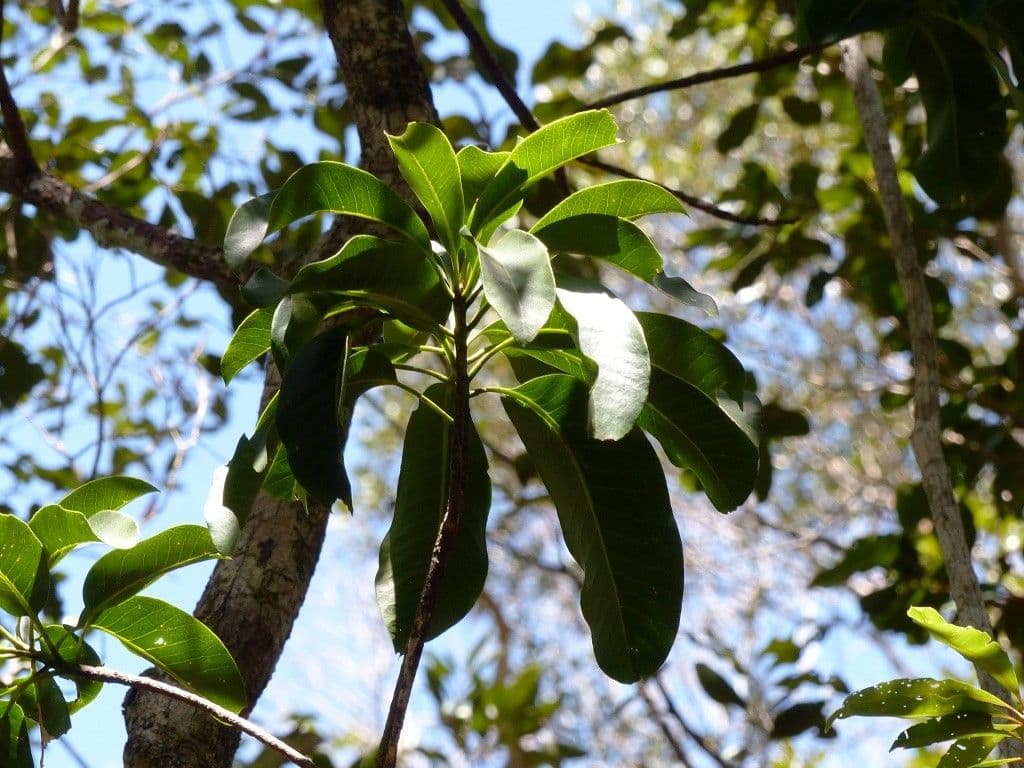 Planchonella 6
