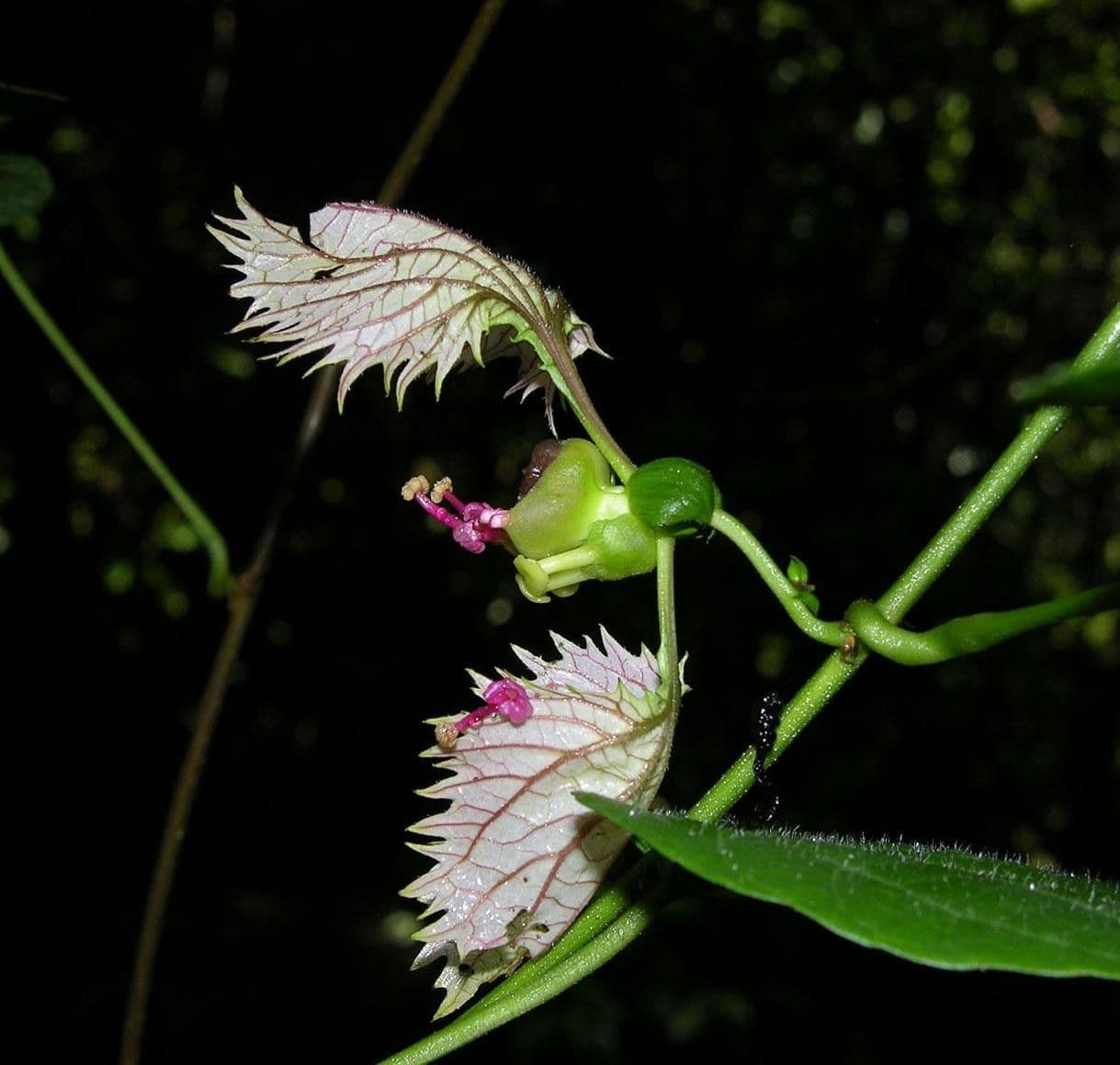 Dalechampia dioscoreifolia 14