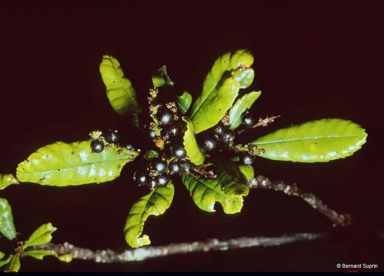Canacomyrica 4