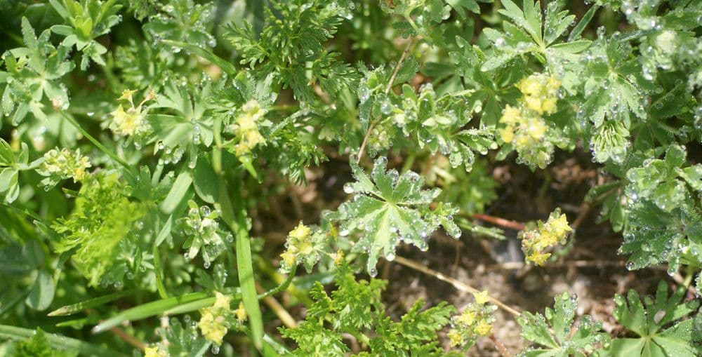 Alchemilla pentafilla 18