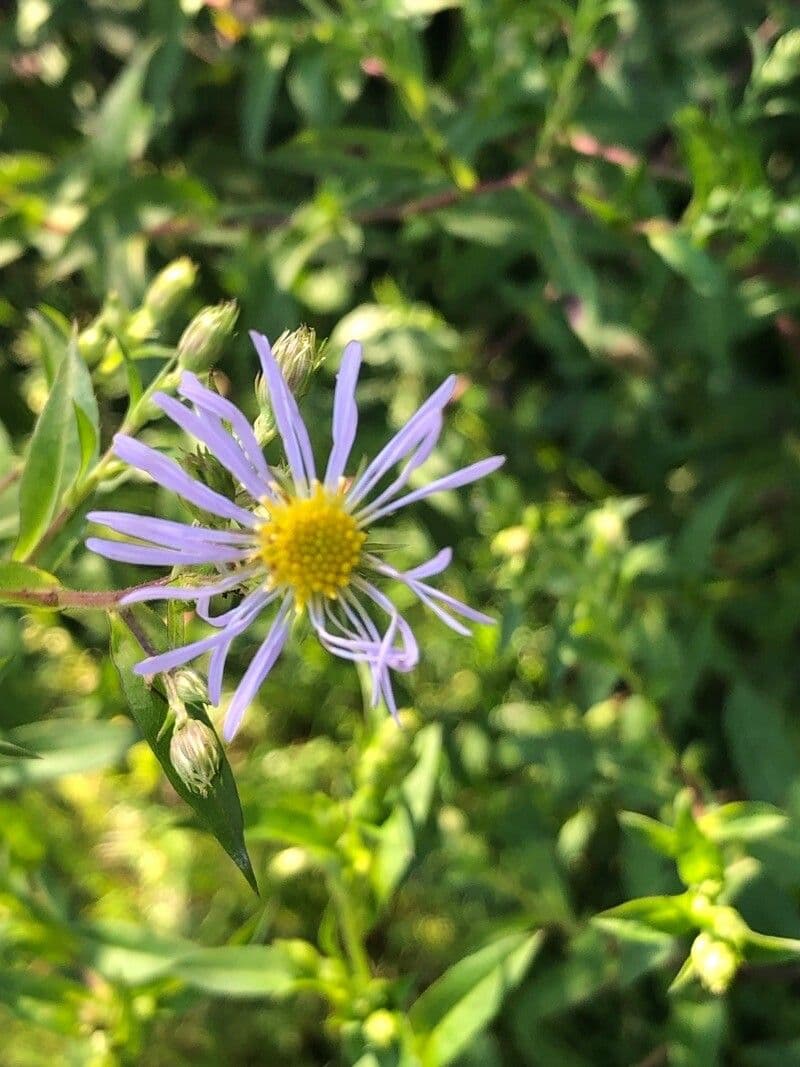 Aster punice 4