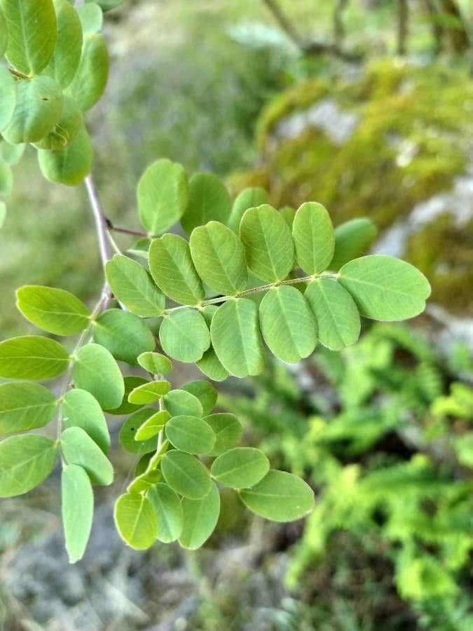 Vescicaria orientale 18