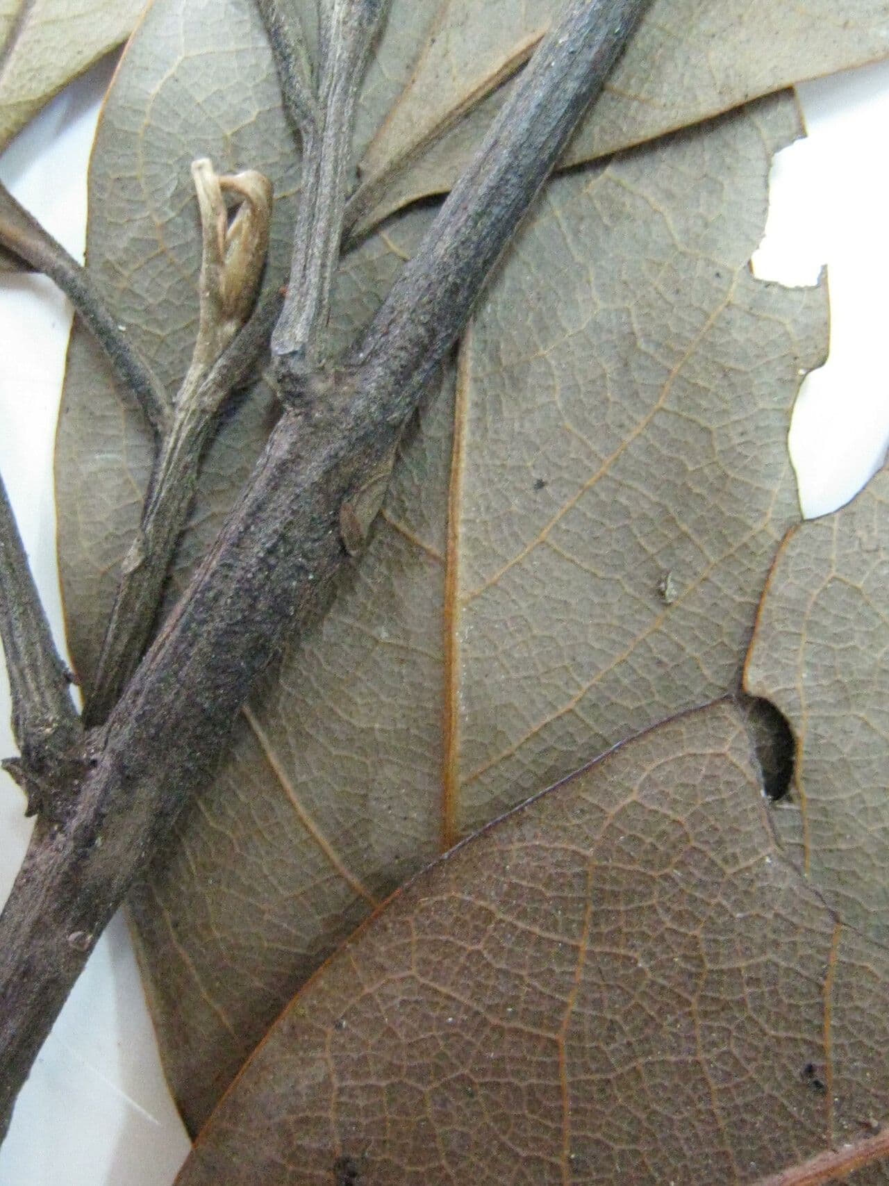 Ocotea 6