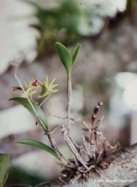 Dendrobium 7