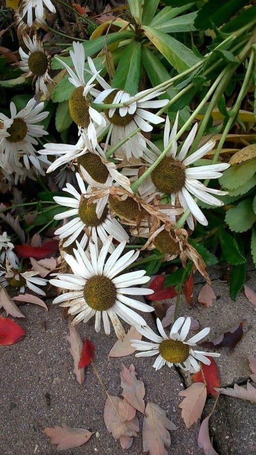 Aster lanceolato 7