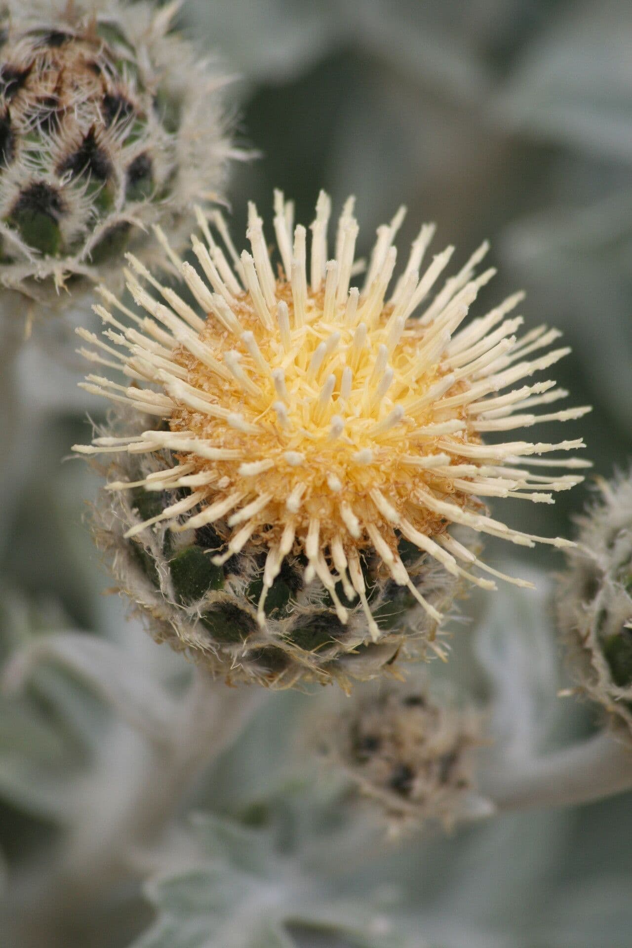 Centaurée 2