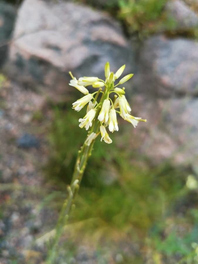 Arabetta liscia 8