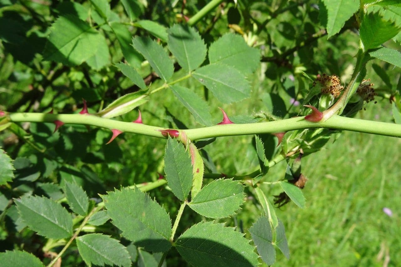 Kriech-Rose 29