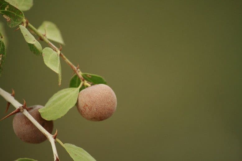 Jujube 4