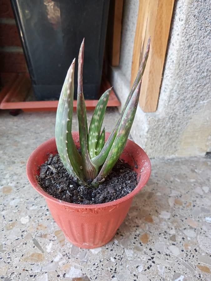 Aloe 5