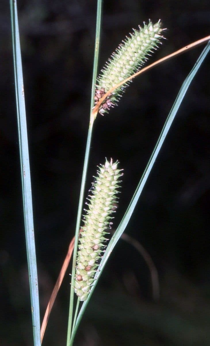 Carice rostrata 3