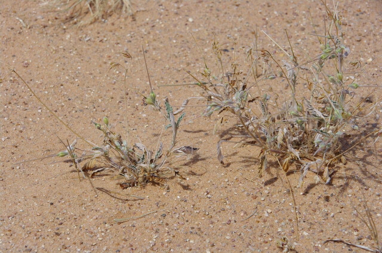 Monsonia 5