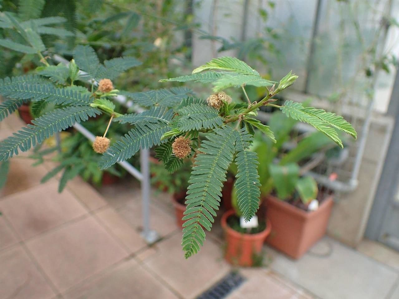Mimosa 5