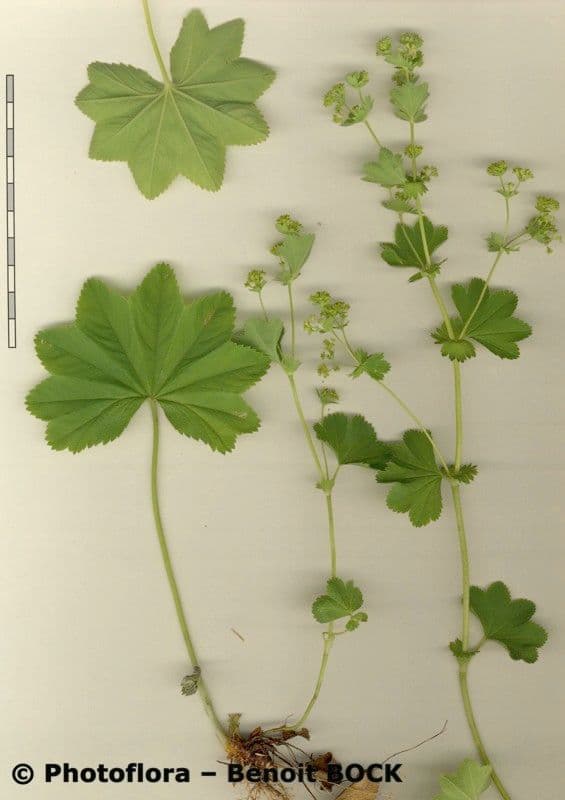 Alchemilla comune 22