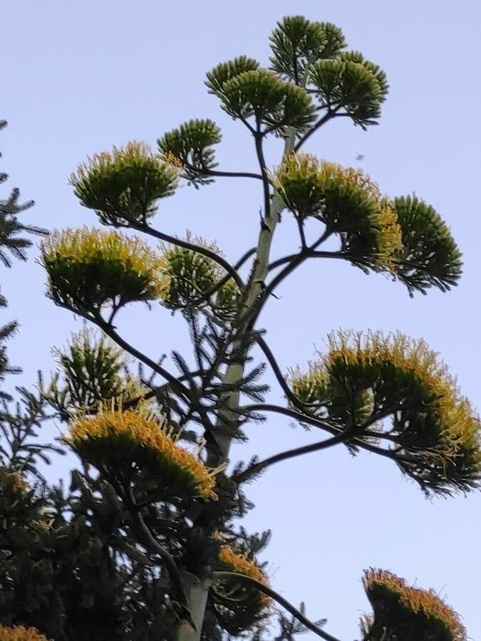 Agave fourcroydes