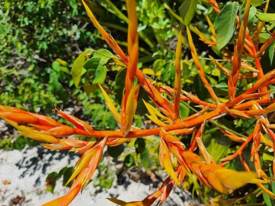Aechmea 5