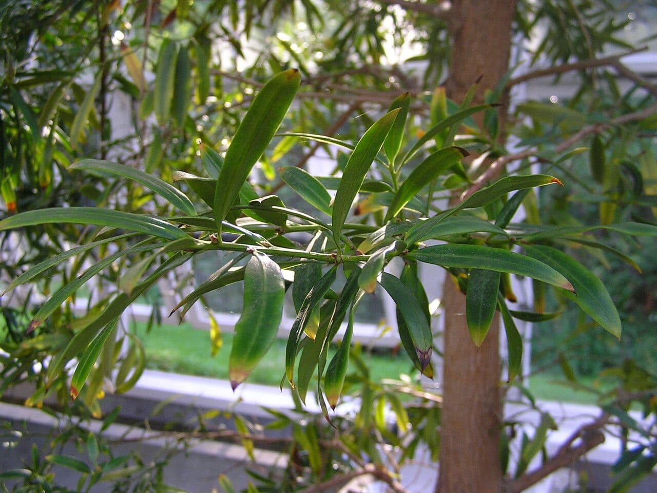 Hohe Podocarpus 6