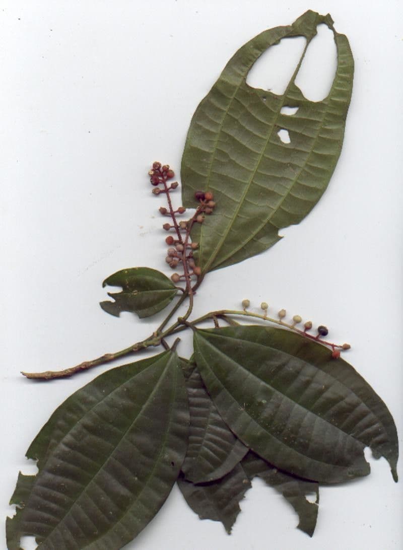 Miconia 21