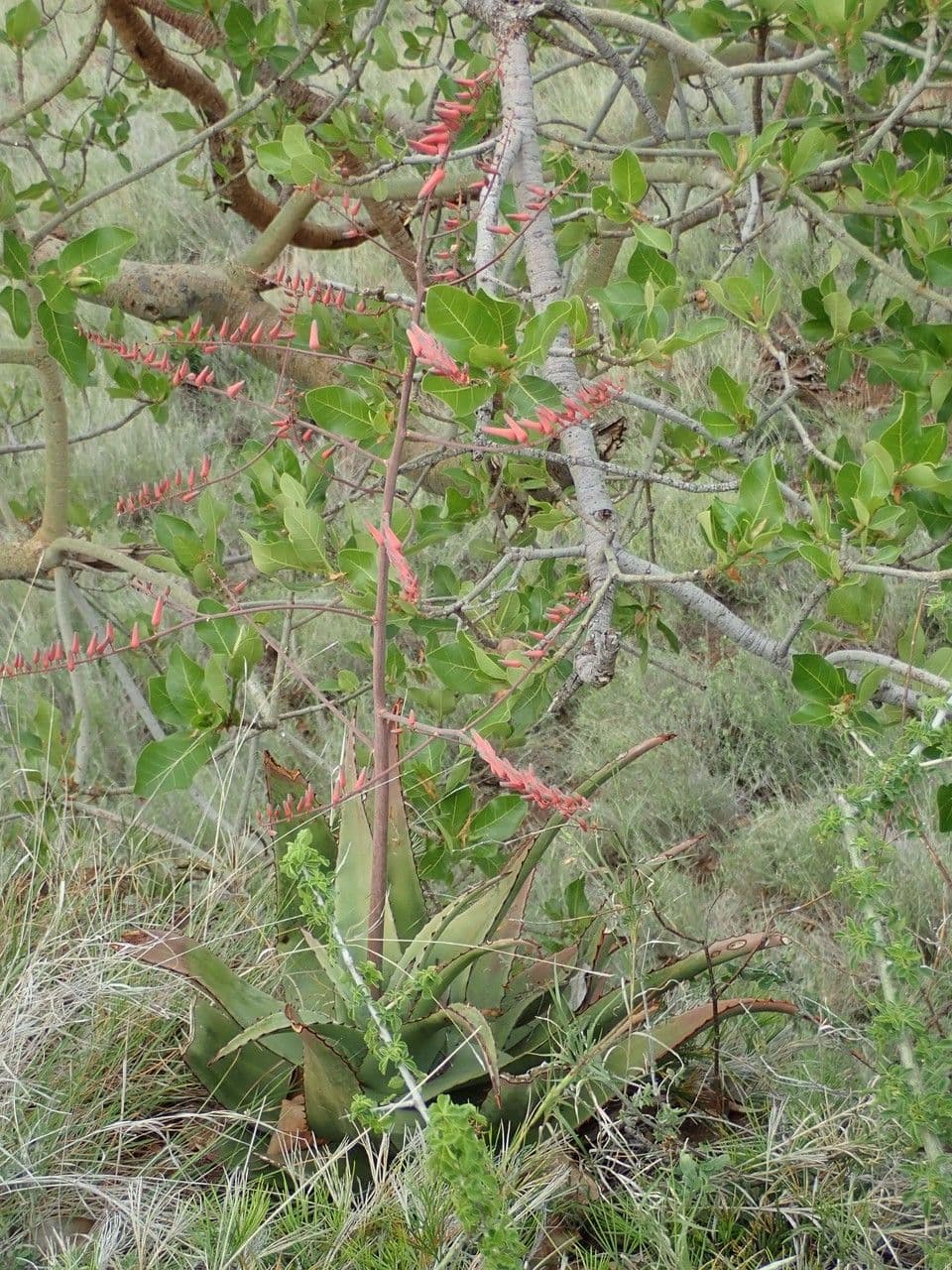 Aloe 17