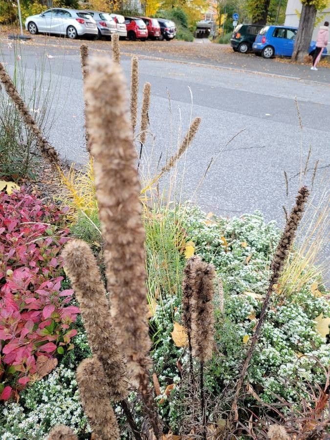Liatris