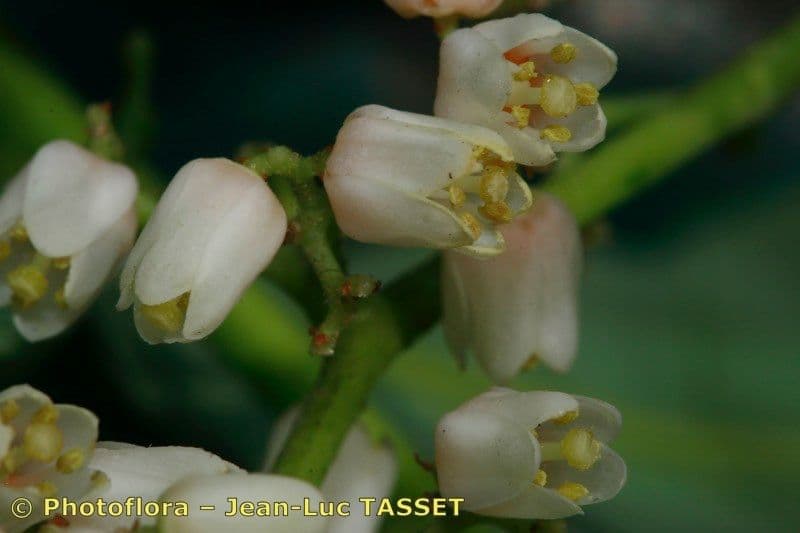 Cedro cinese 7