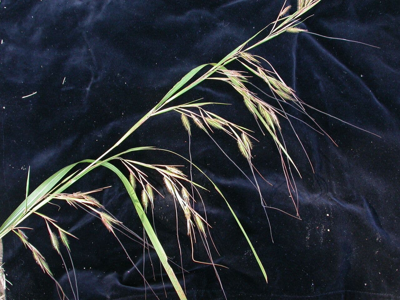 Themeda 7