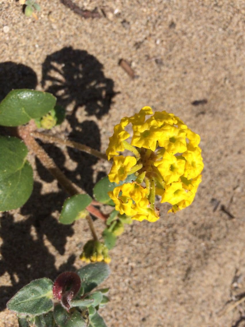 Abronia 4