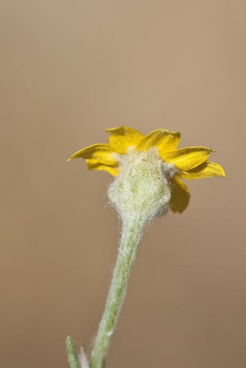 Pseudobahia 2