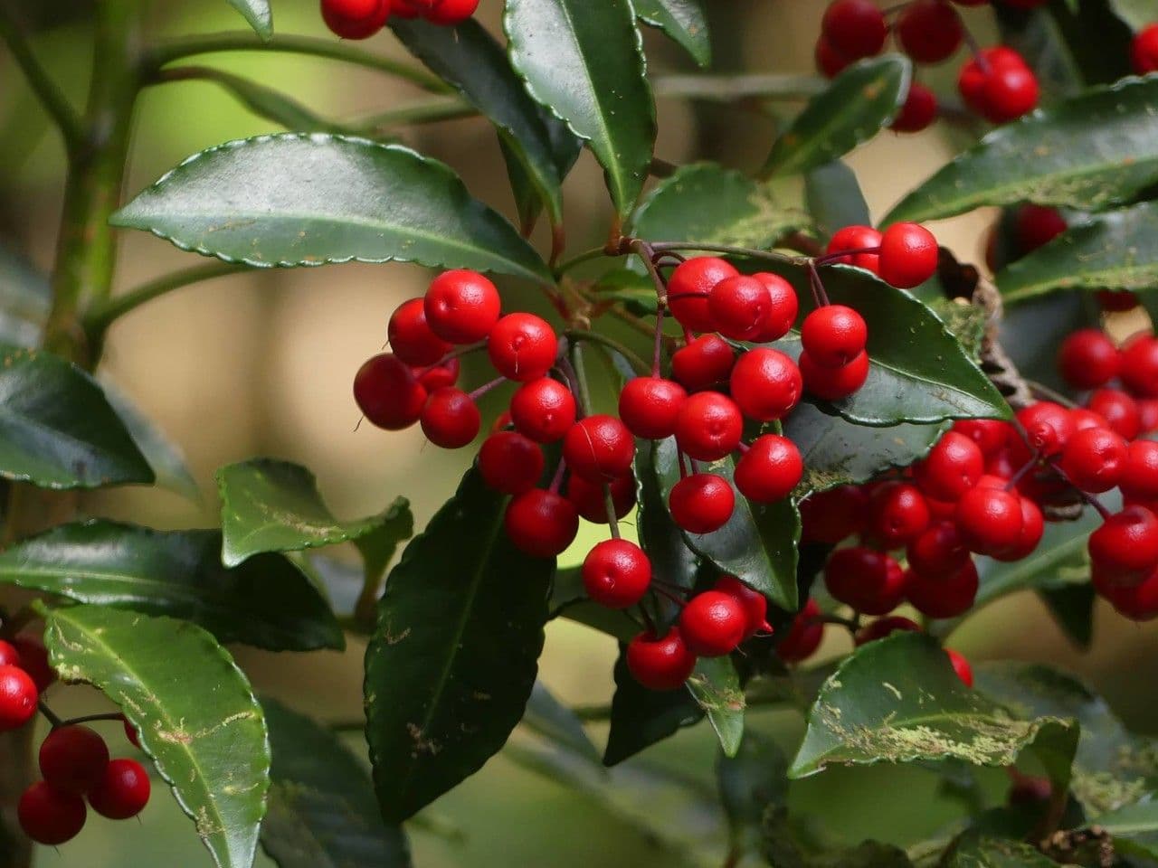 Ardisia crenata 5