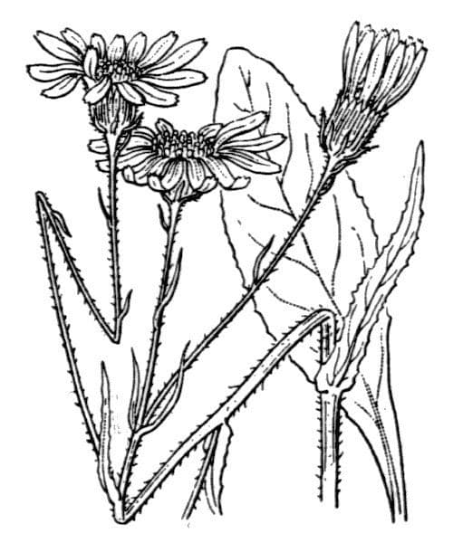 Senecione 7
