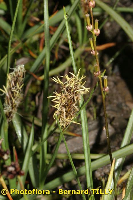 Lisca compressa 2