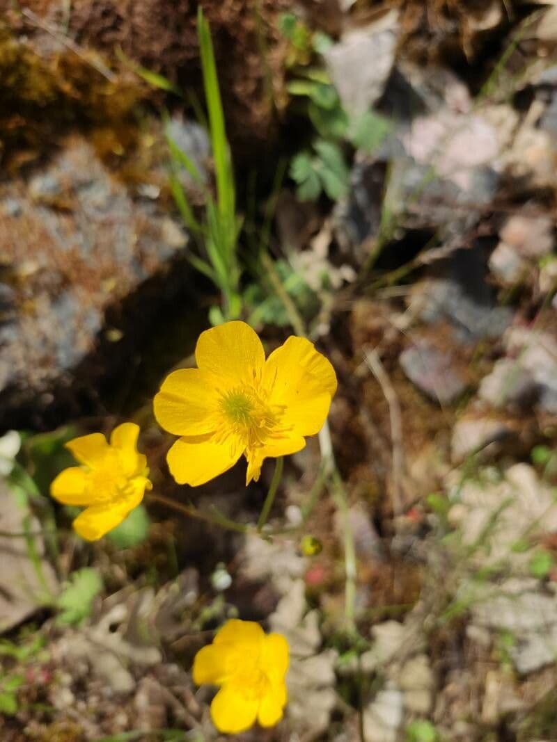 Sumpf-Hahnenfuß 7