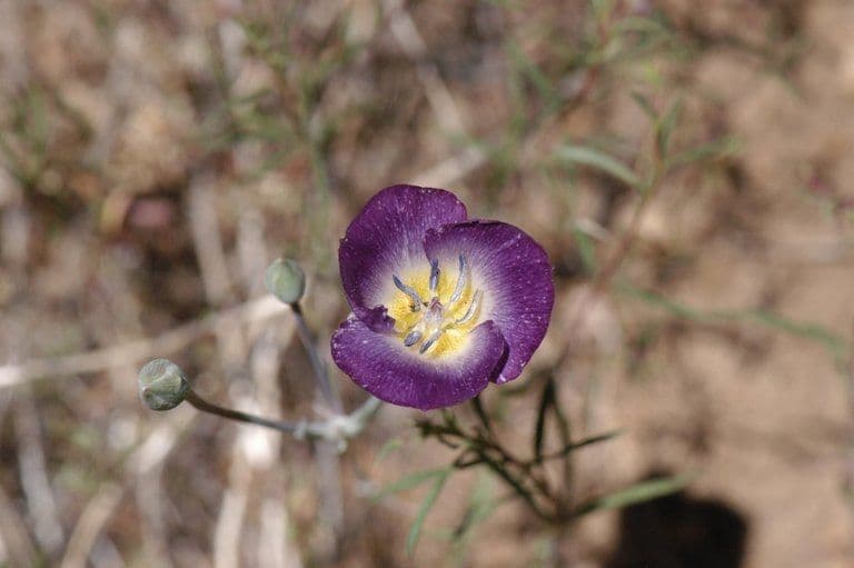 Mariposa semplice 6