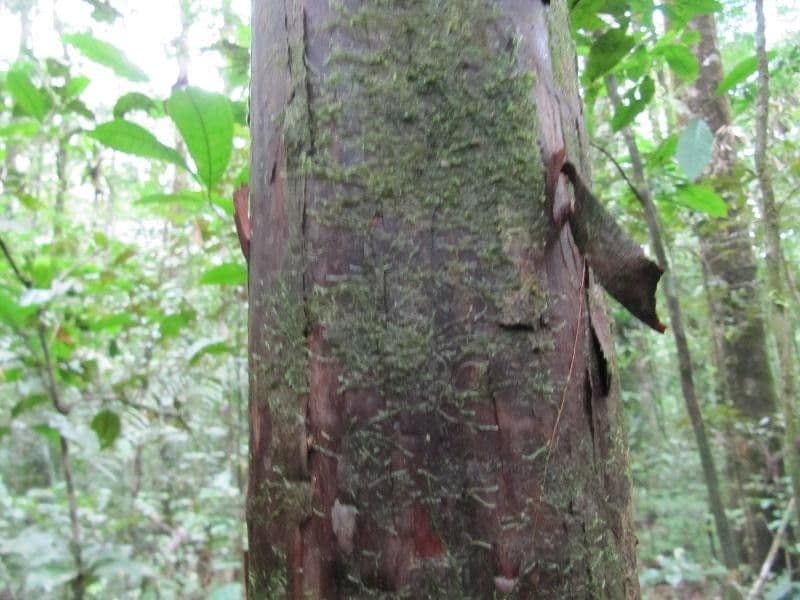 Pouteria