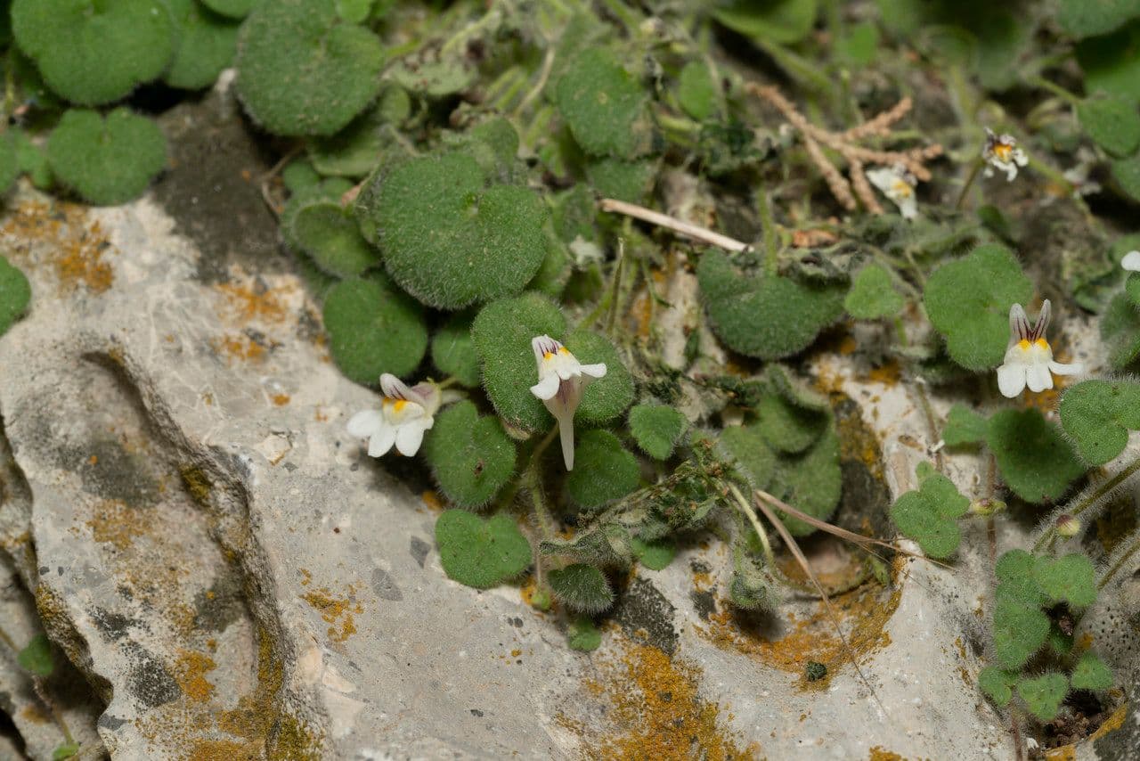 Cymbalaria 5