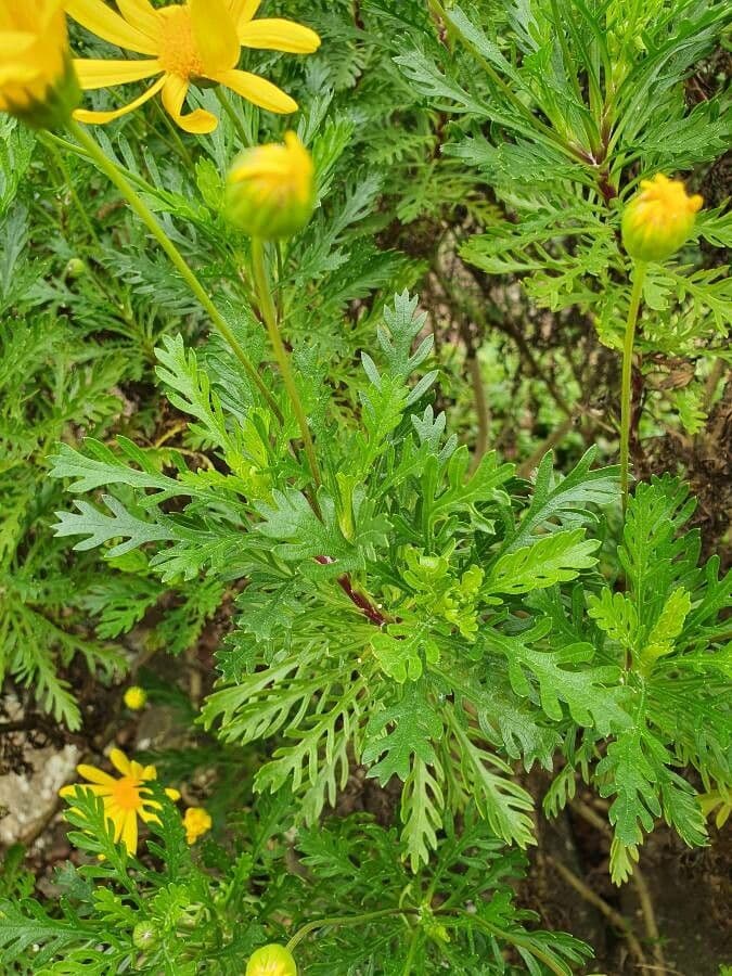 Euryops 15