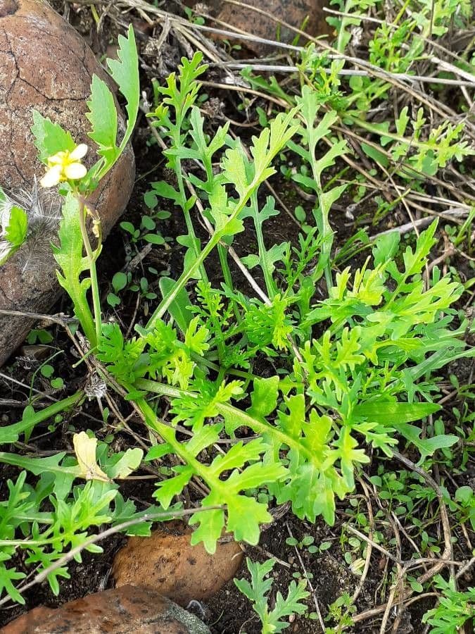 Diplotaxis virgata 10
