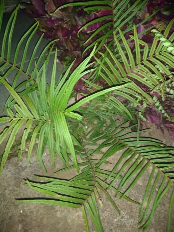 Pteris longifolia 6