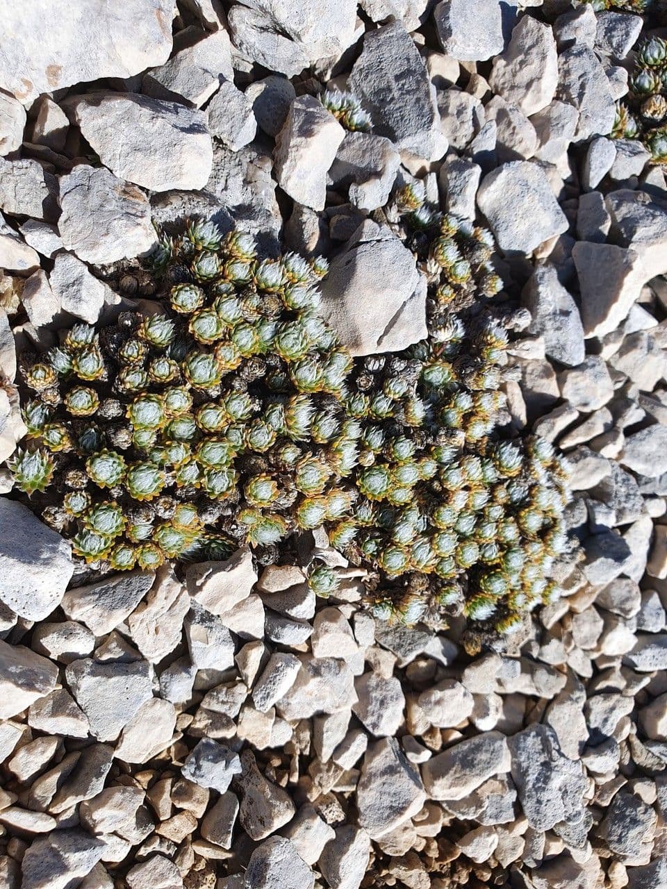 Schweizer Felsenblümchen 12