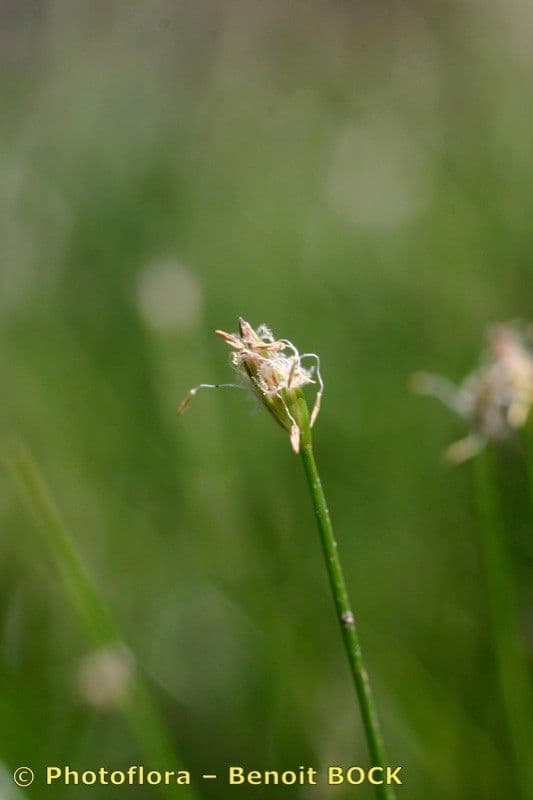 Giunchina aghiforme 2