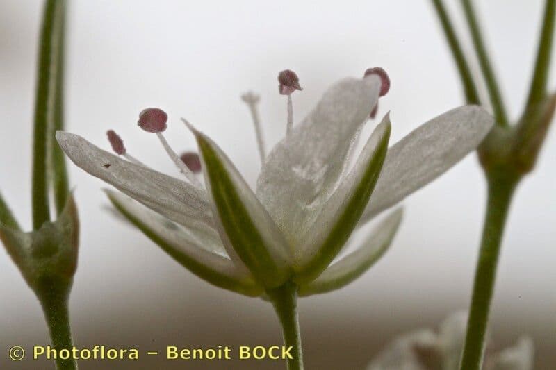 Minuartia setacea 5