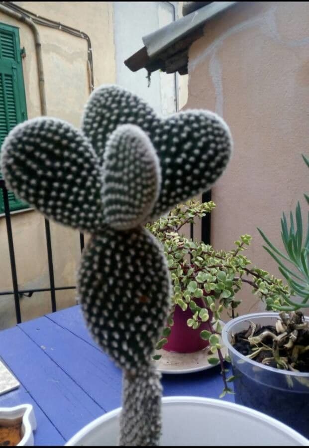 Nopal 17