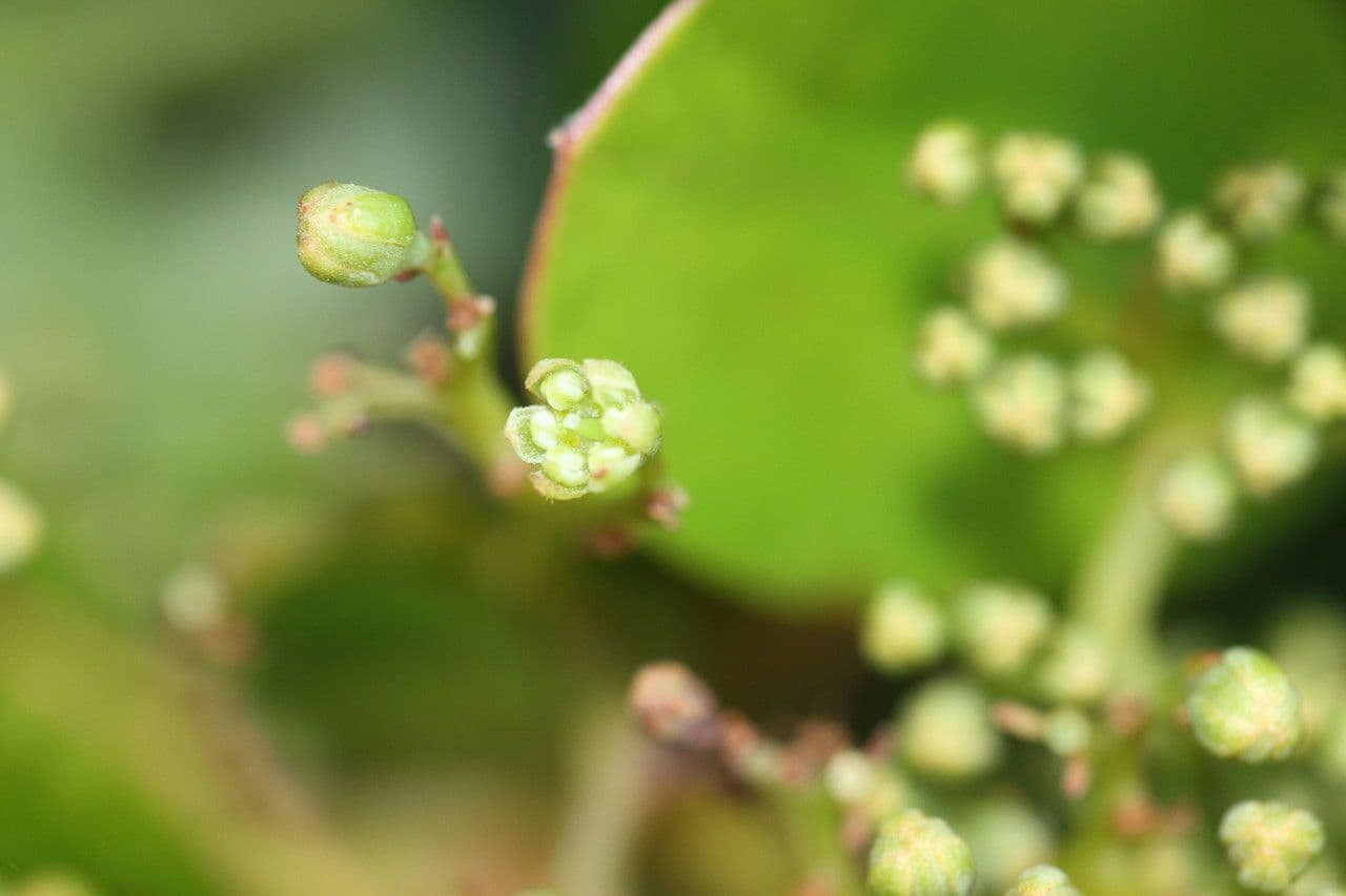 Cryptocarya 4